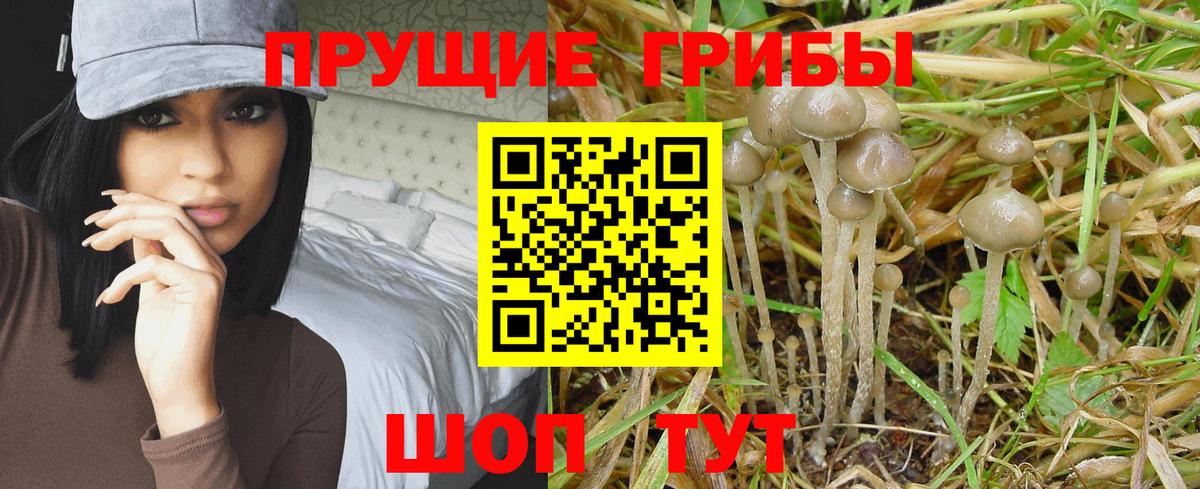 Гулькевичи  Псилоцибиновые грибы ЛСД  Вход с VPN 